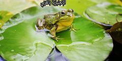 تعبير أو برجراف عن الضفدع بالإنجليزي والعربي