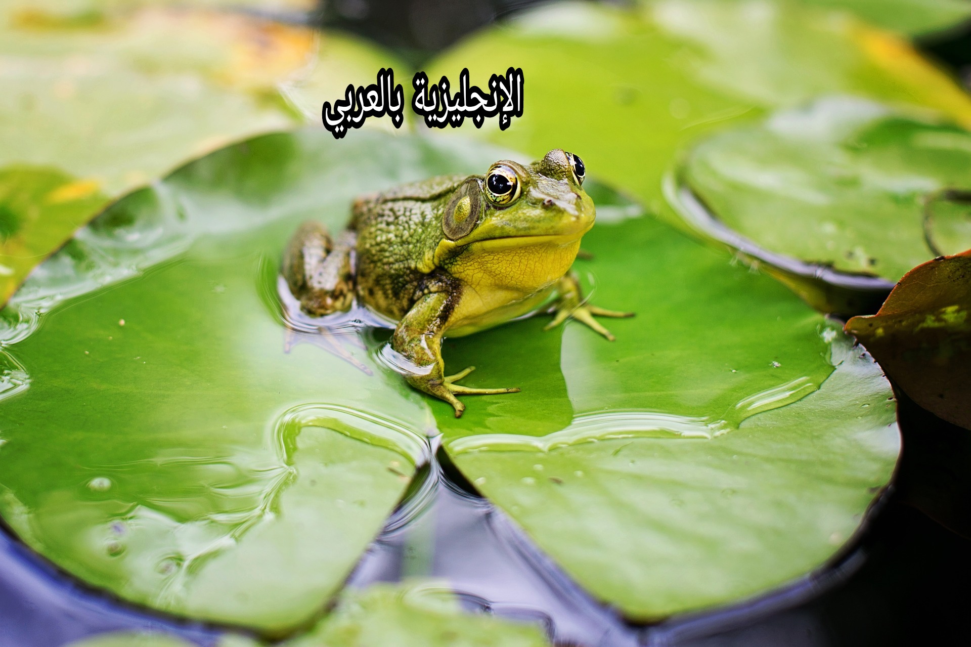 موضوع عن الضفادع بالإنجليزي والعربي