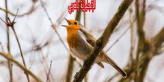تعبير أو برجراف عن أبو الحناء بالإنجليزي والعربي