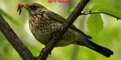 تعبير أو برجراف عن طائر السُّمْنِيَّةُ بالإنجليزي والعربي