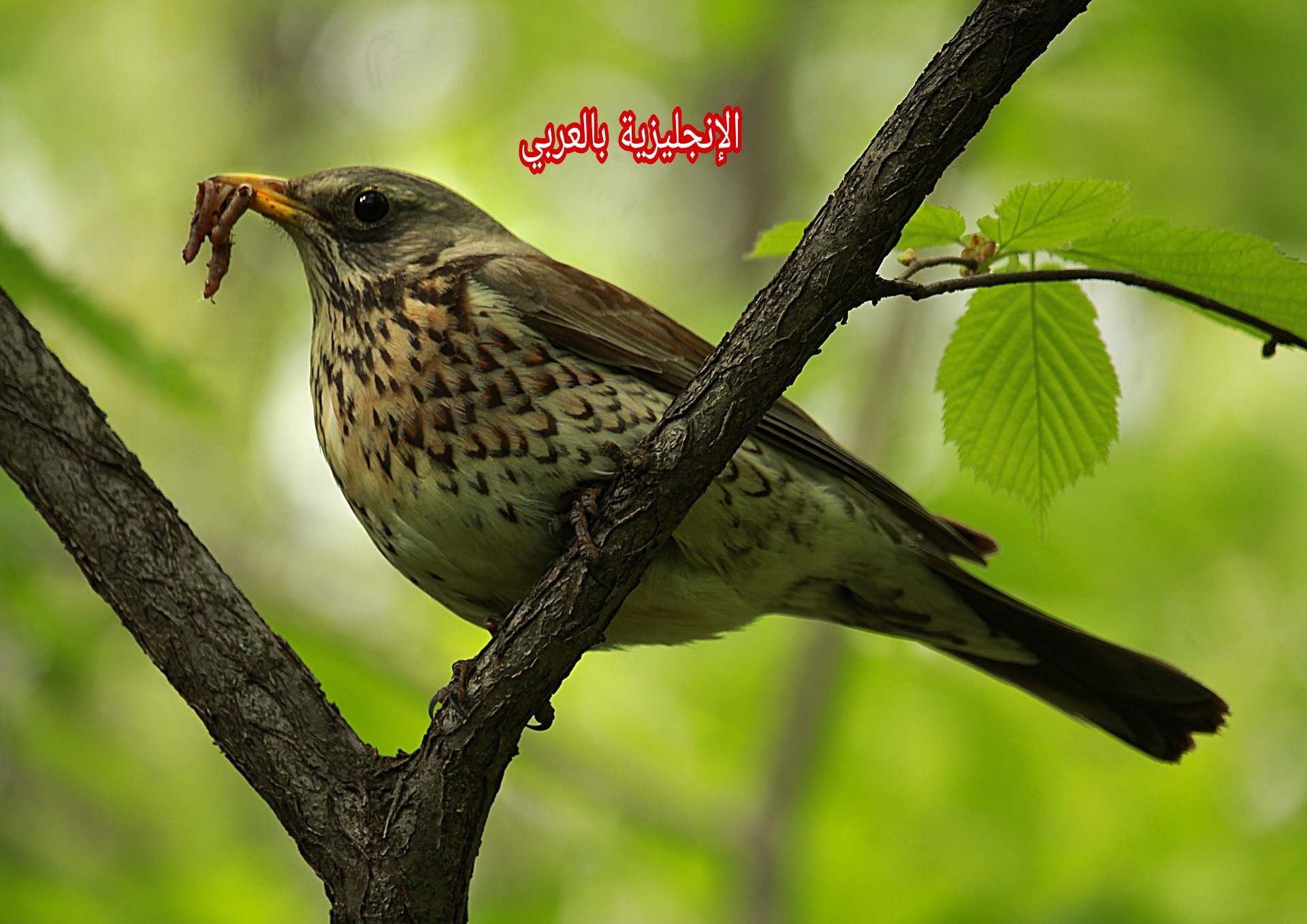 مقال عن السمان بالإنجليزي