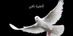 تعبير أو برجراف عن الحمامة بالإنجليزي والعربي