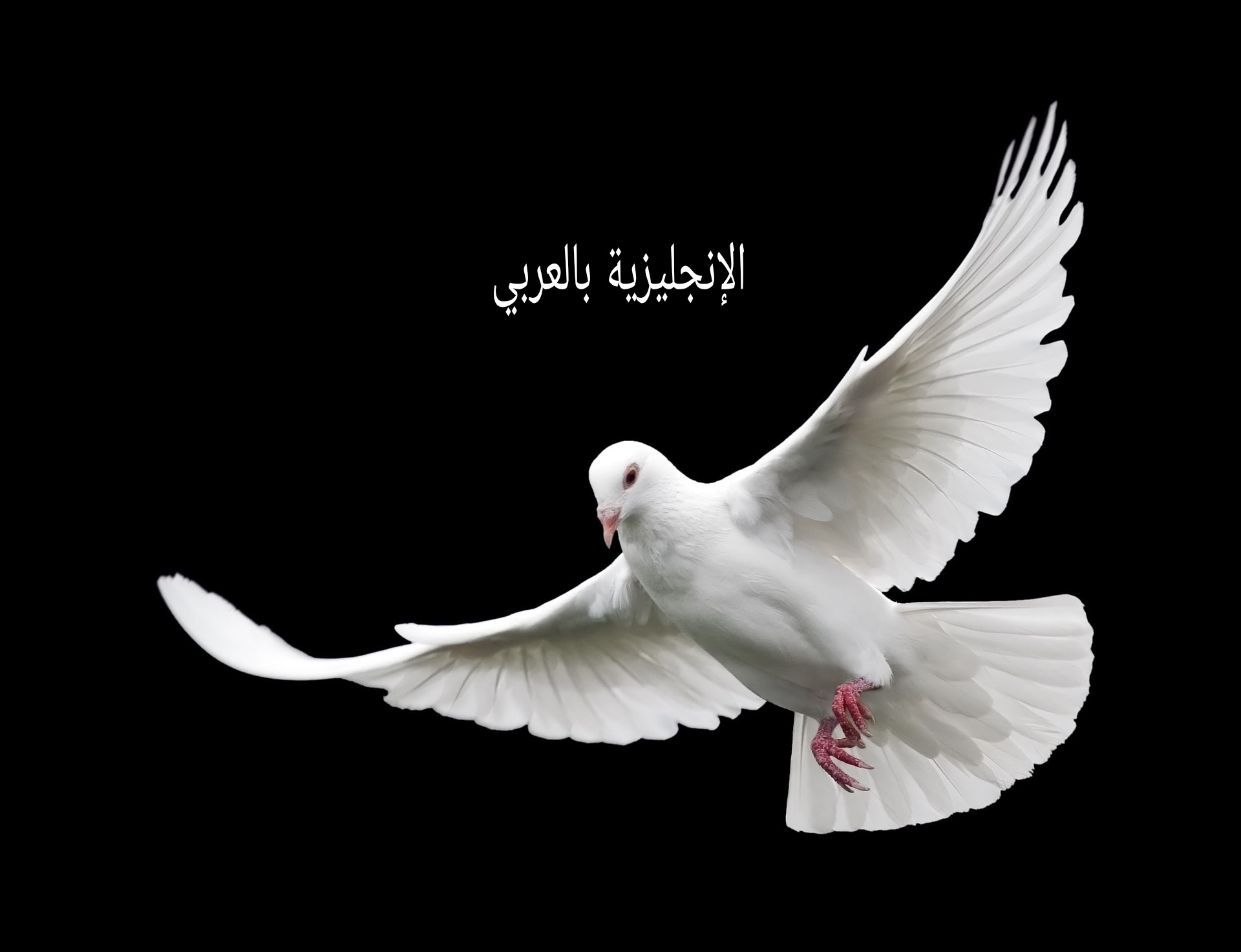 مقال حول الحمامة بالإنجليزي