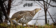تعبير أو برجراف عن الحجل بالإنجليزي والعربي