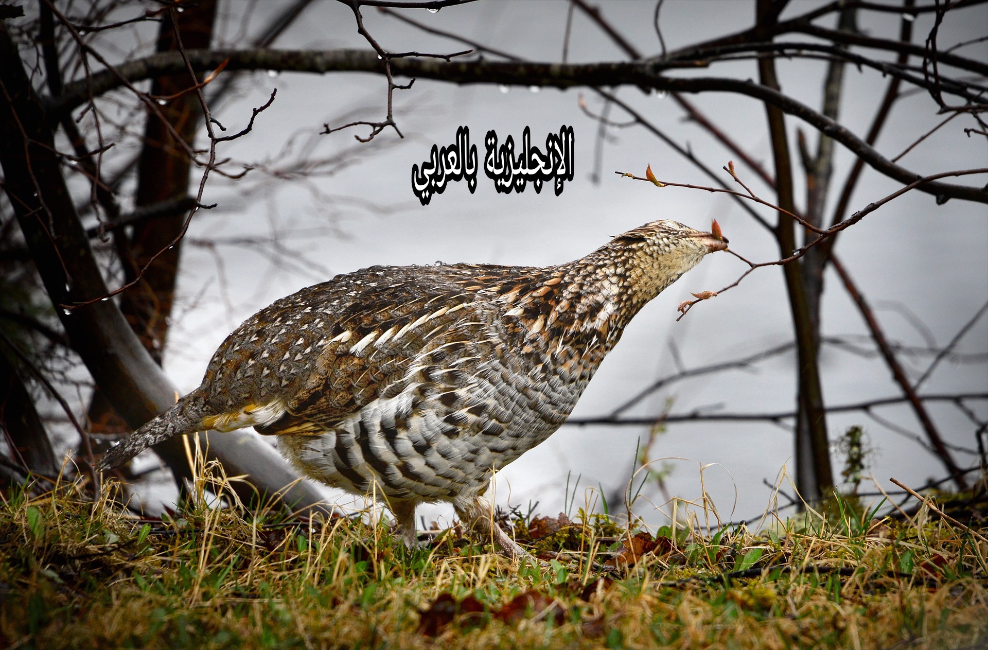 موضوع عن الحجل بالإنجليزي