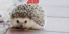 تعبير أو برجراف عن القنفذ بالإنجليزي والعربي