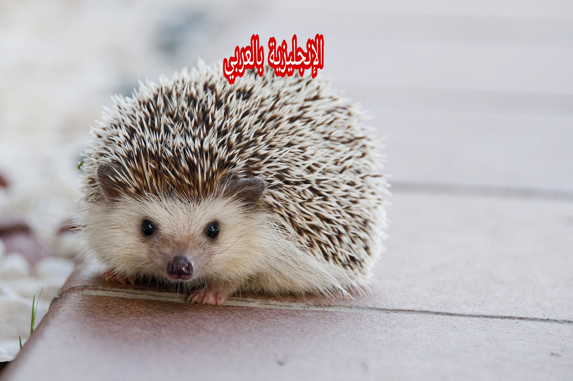 مقال عن القنفذ بالإنجليزي