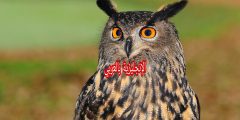 تعبير أو برجراف عن البوم بالإنجليزي والعربي