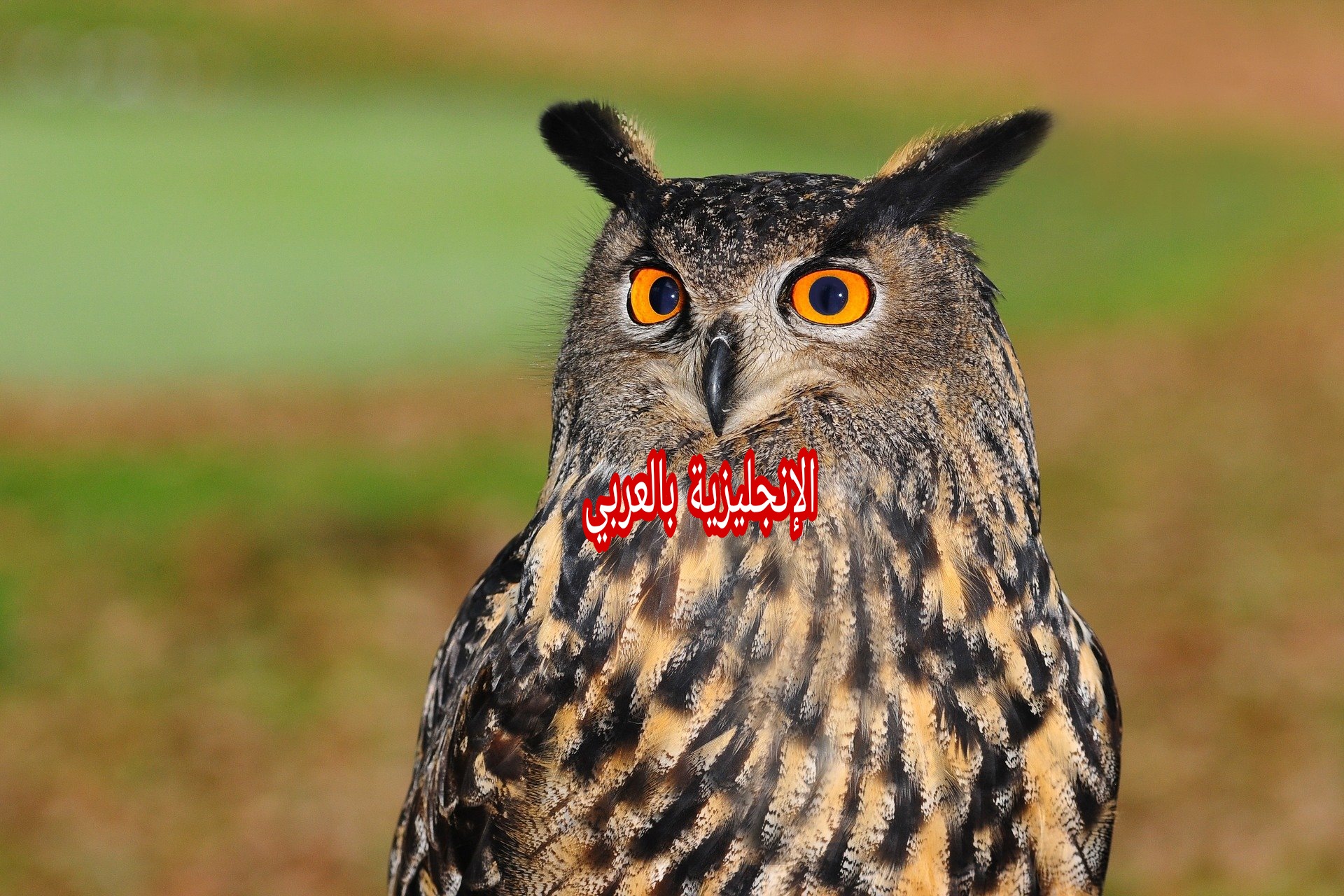 مقال حول طائر البومة بالإنجليزي