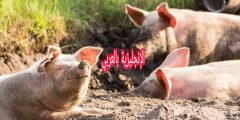 مقال عن الحنازير بالإنجليزي