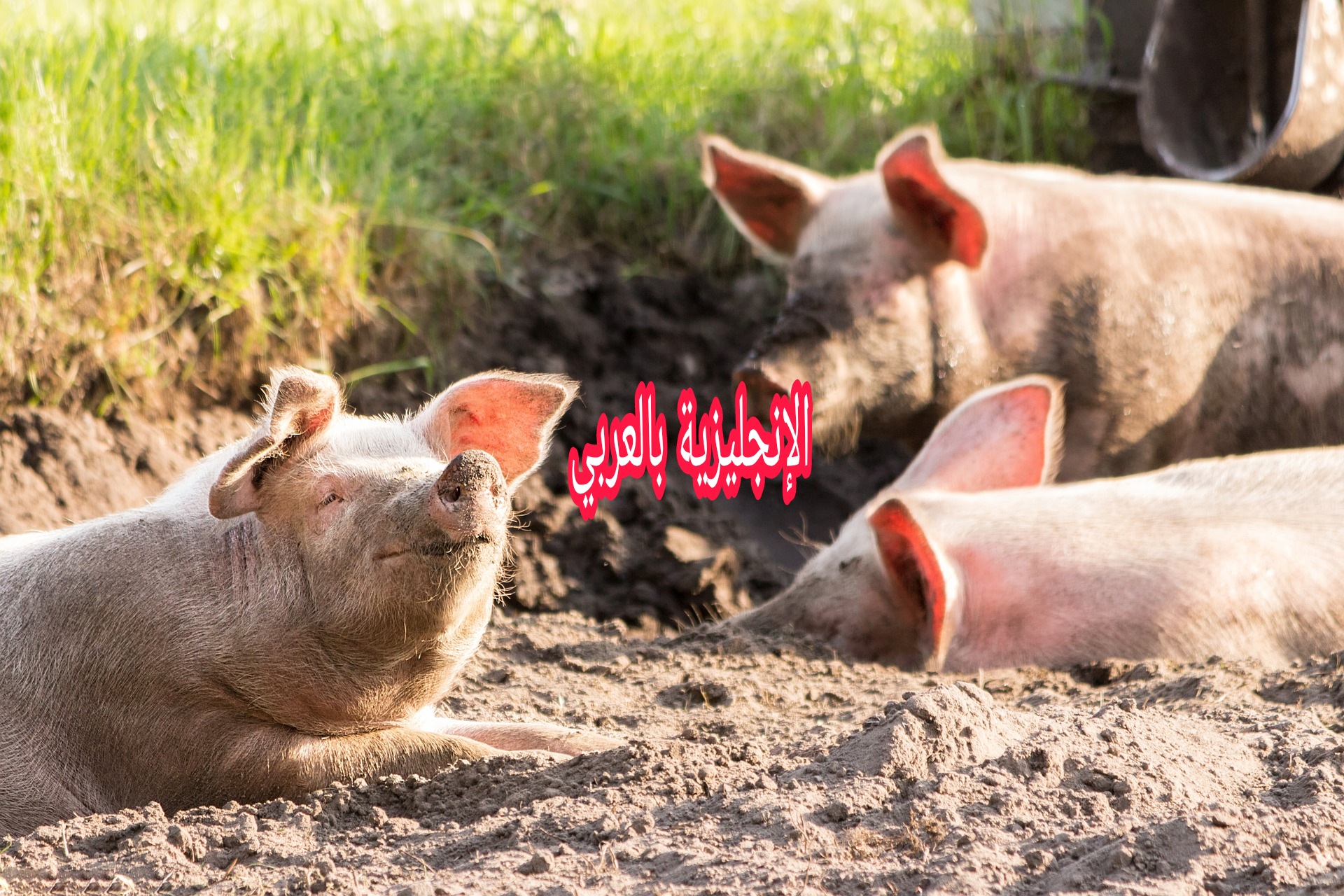 مقال عن الحنازير بالإنجليزي