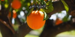 تعبير عن شجرة البرتقال بالإنجليزي والعربي