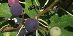 تعبير عن شجرة التين بالإنجليزي والعربي