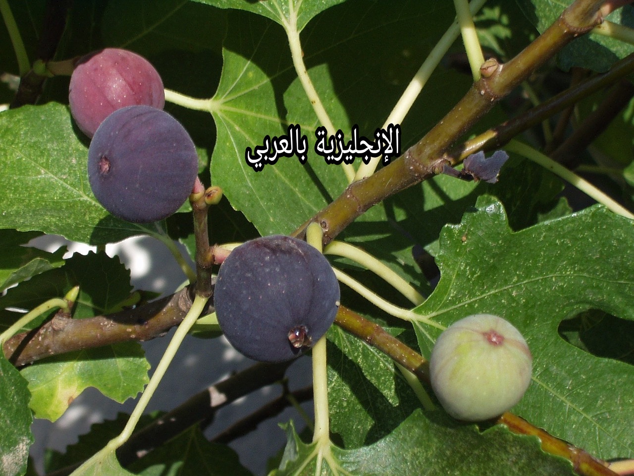 مقال عن شجرة التين بالإنجليزي