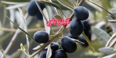 تعبير عن شجرة الزيتون بالإنجليزي والعربي