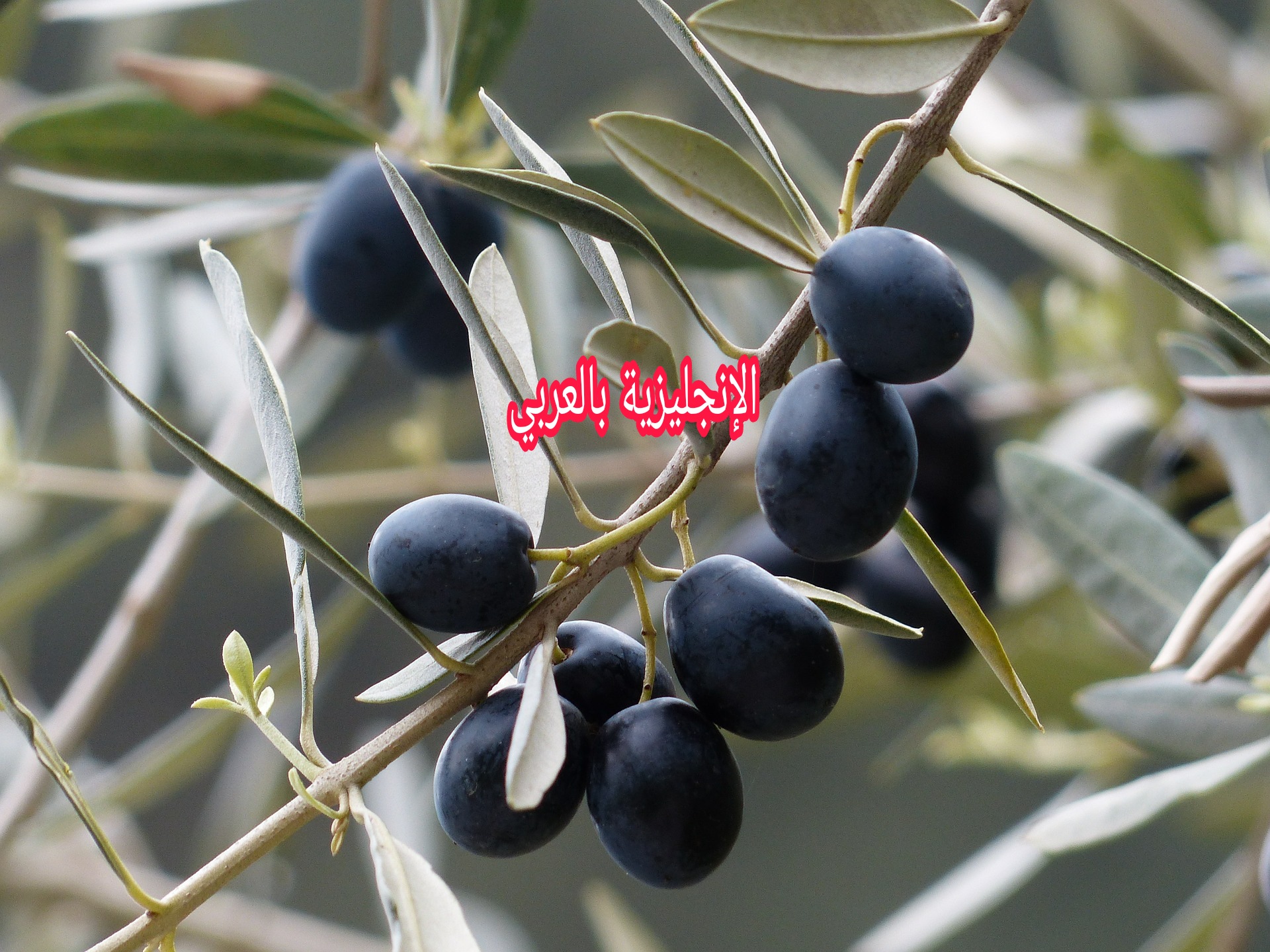 بحث عن شجرة الزيتون بالإنجليزي