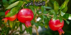 مقال عن شجرة الرمان بالإنجليزي