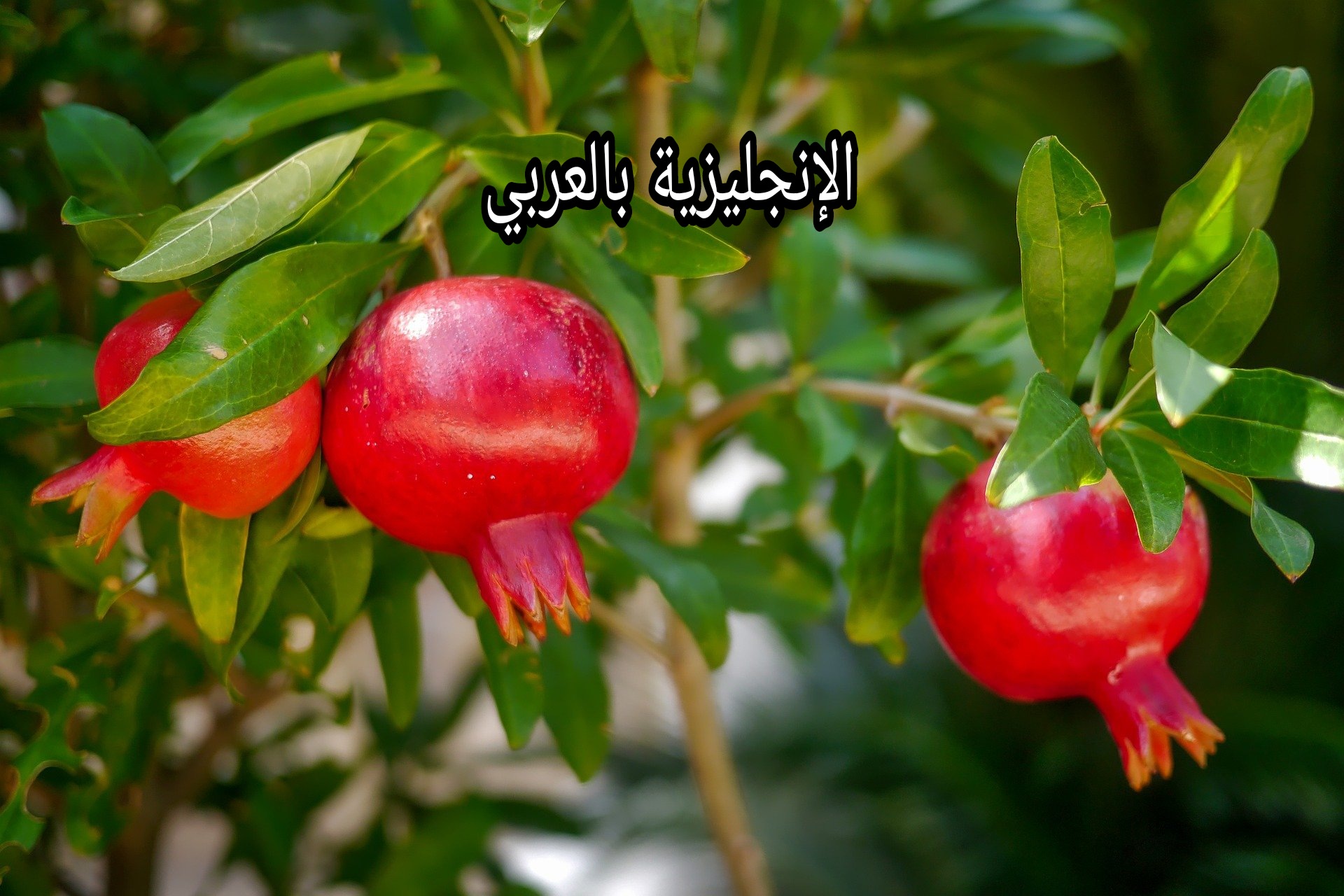 مقال عن شجرة الرمان بالإنجليزي