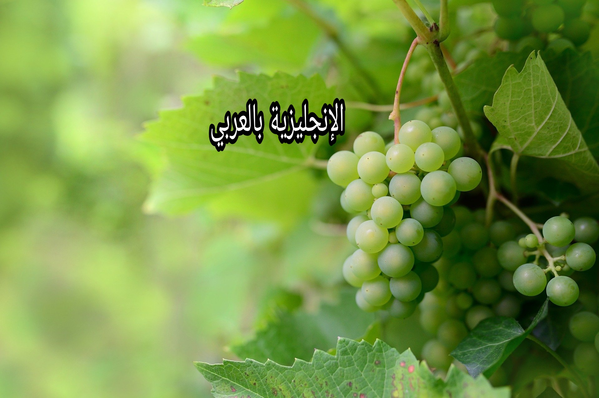مقال عن شجرة العنب بالإنجليزي والعربي