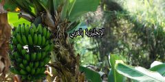 تعبير عن شجرة الموز بالإنجليزي والعربي