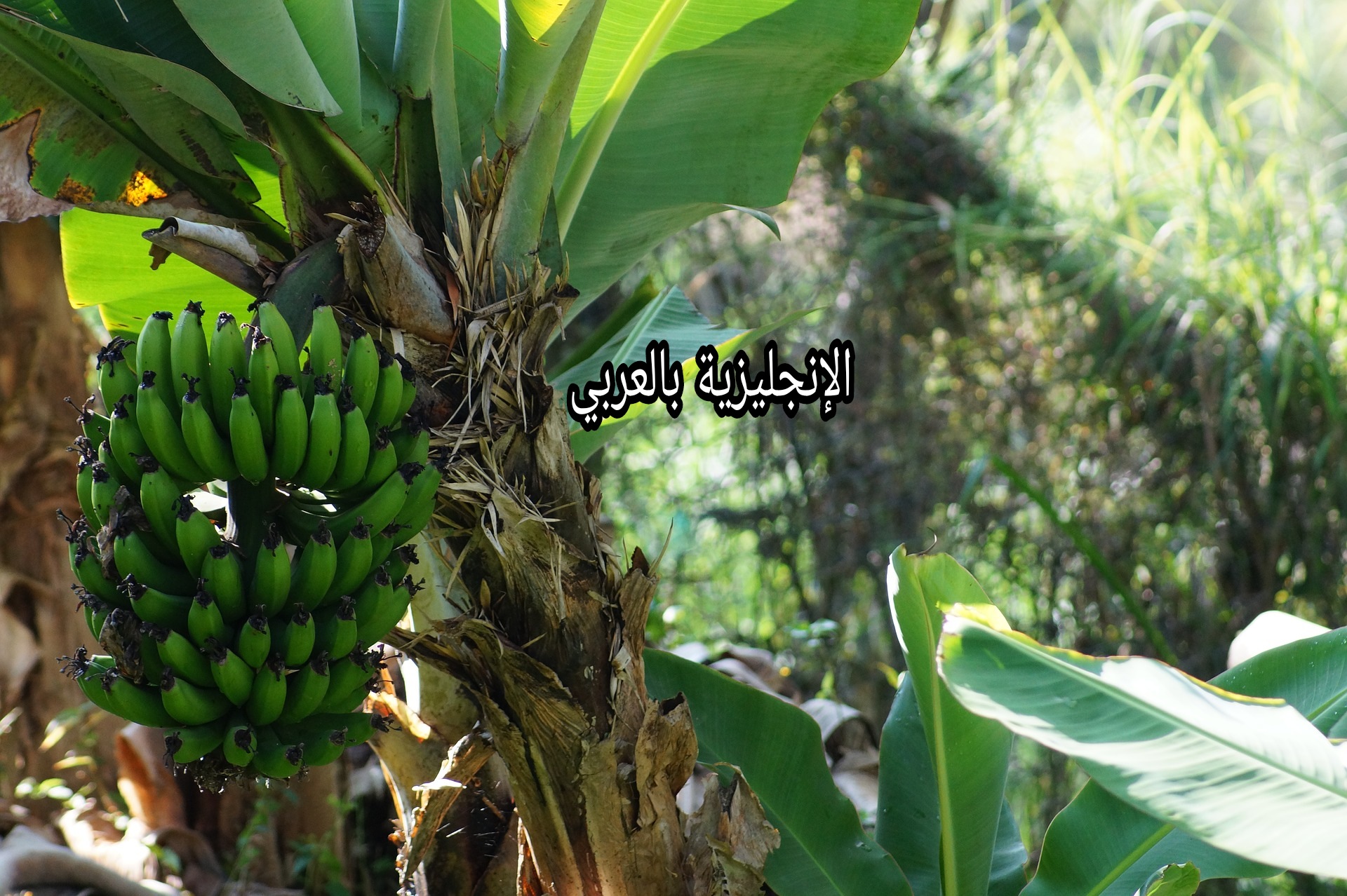 مقال عن شجرة الموز بالإنجليزي والعربي