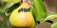 تعبير عن شجرة الإجاص بالإنجليزي والعربي