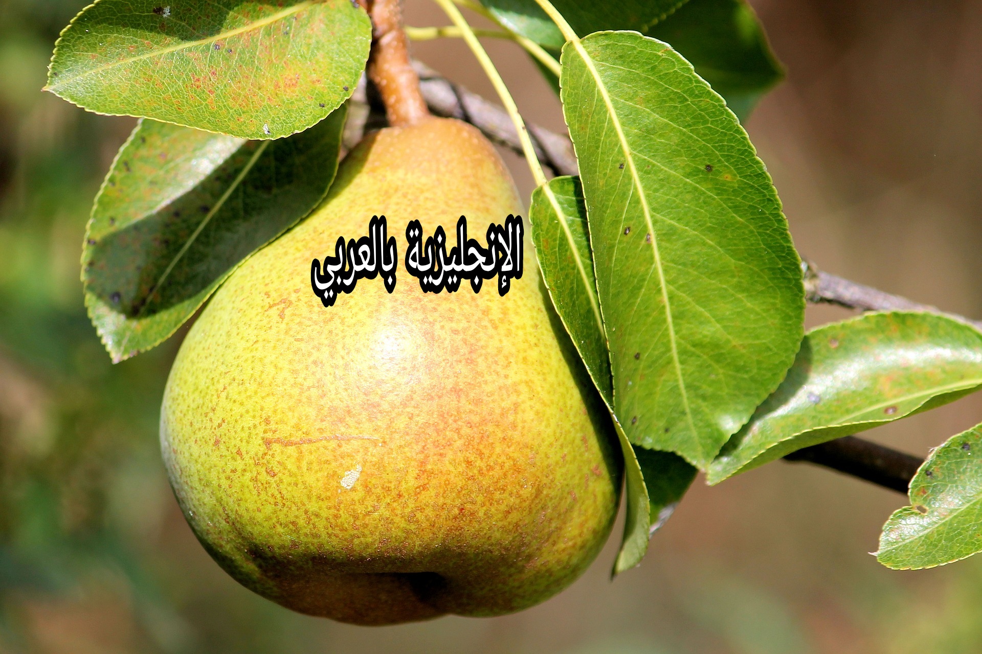 مقال حول شجرة الإجاص بالإنجليزية