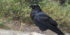 مقال عن الغراب بالإنجليزي