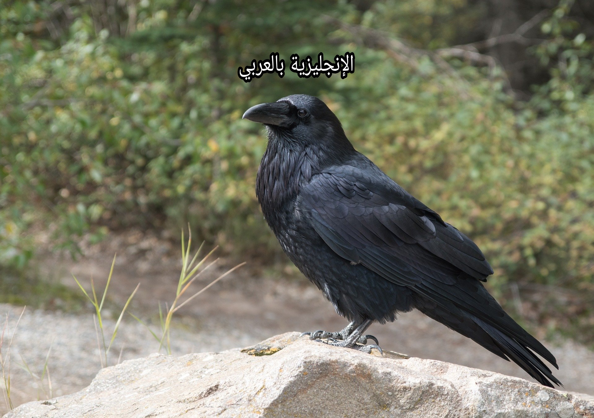 مقال عن الغراب بالإنجليزي