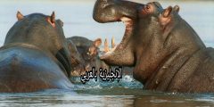 مقال حول فرس النهر بالإنجليزي