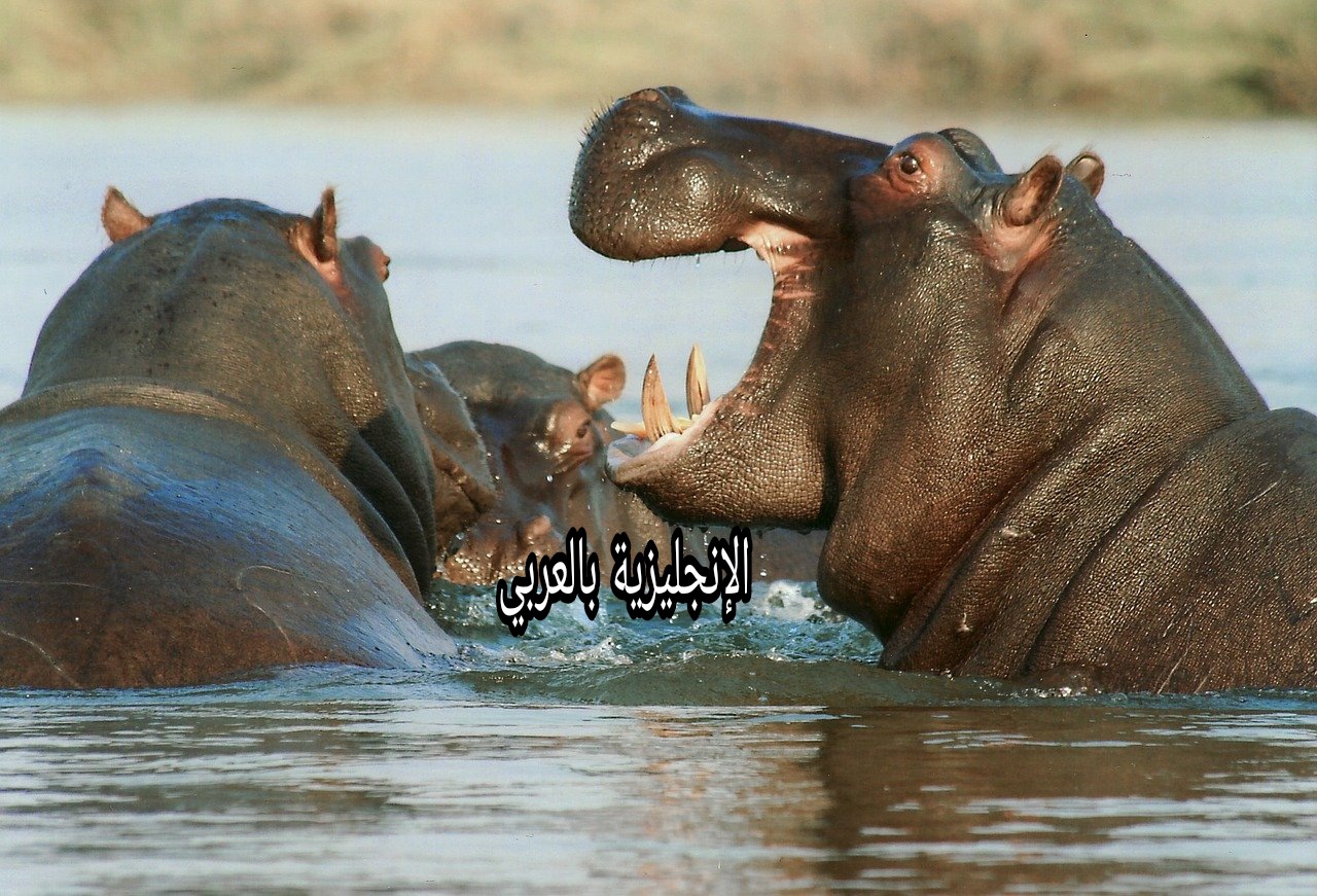 مقال حول فرس النهر بالإنجليزي