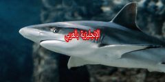 مقال حول القرش بالإنجليزي