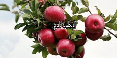 تعبير أو برجراف عن شجرة التفاح بالإنجليزي والعربي