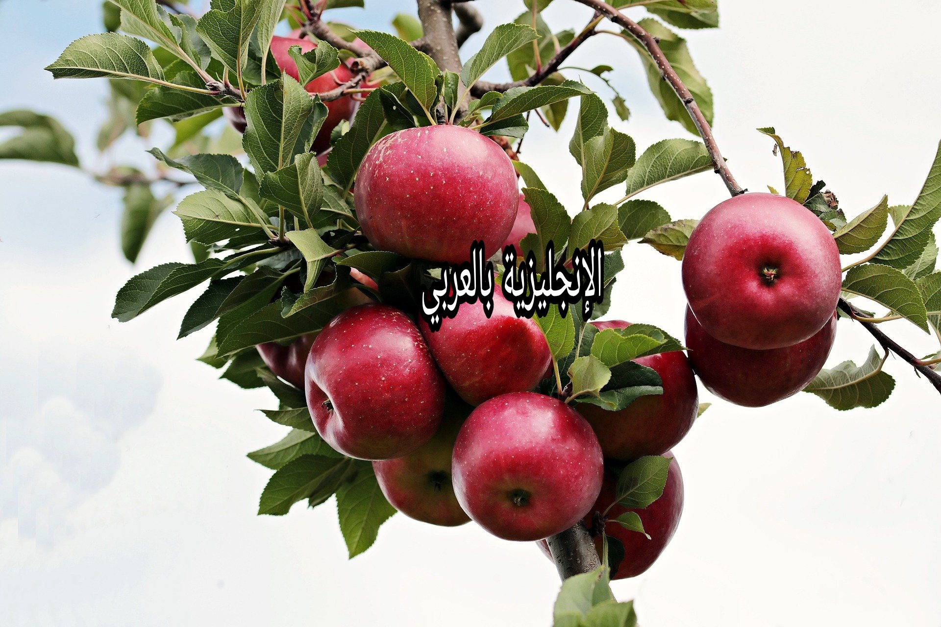 موضوع عن التفاح بالإنجليزي