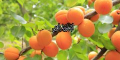 مقال حول شجرة المشماش بالإنجليزي