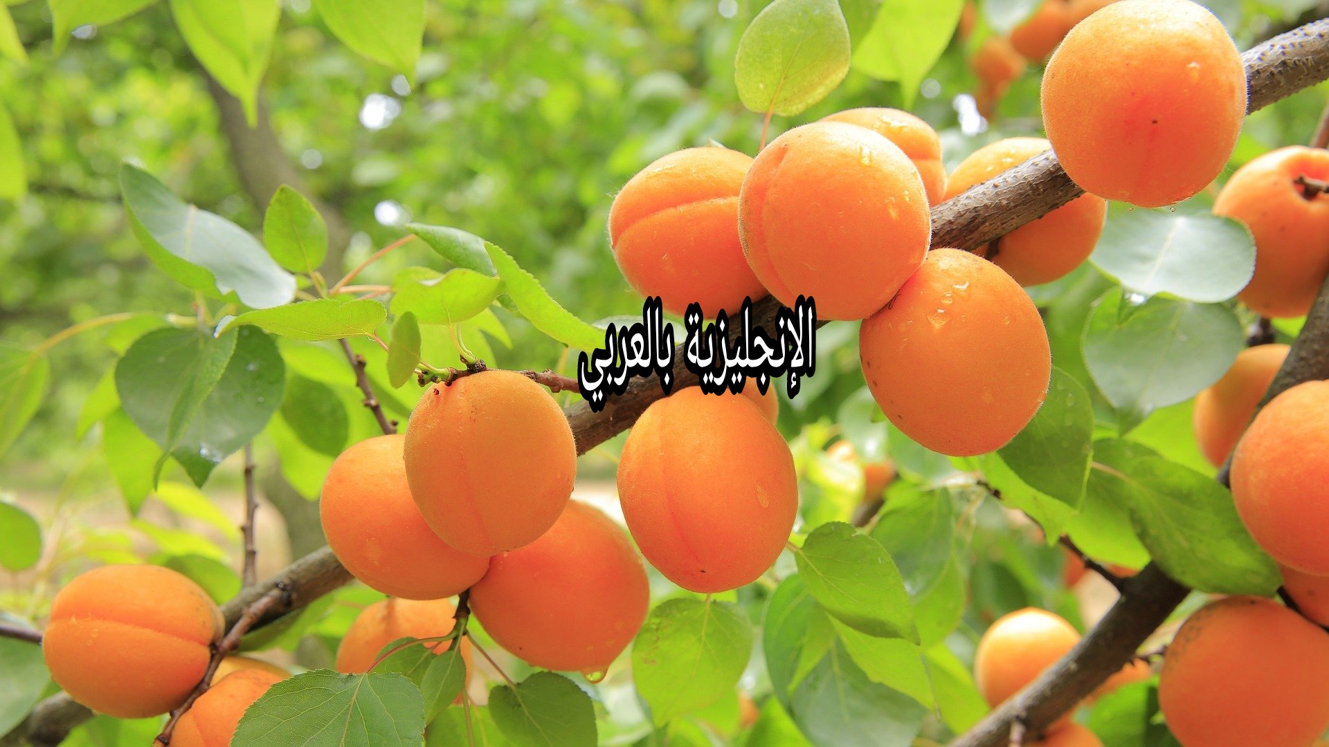 مقال حول شجرة المشماش بالإنجليزي
