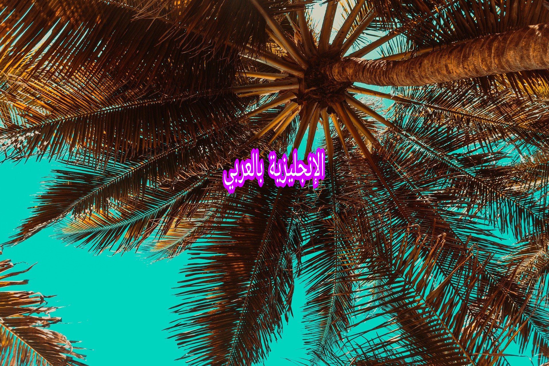 مقال عن النخلة بالإنجليزي
