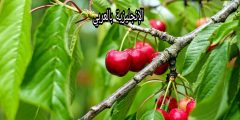 تعبير عن شجرة الكرز بالإنجليزي والعربي
