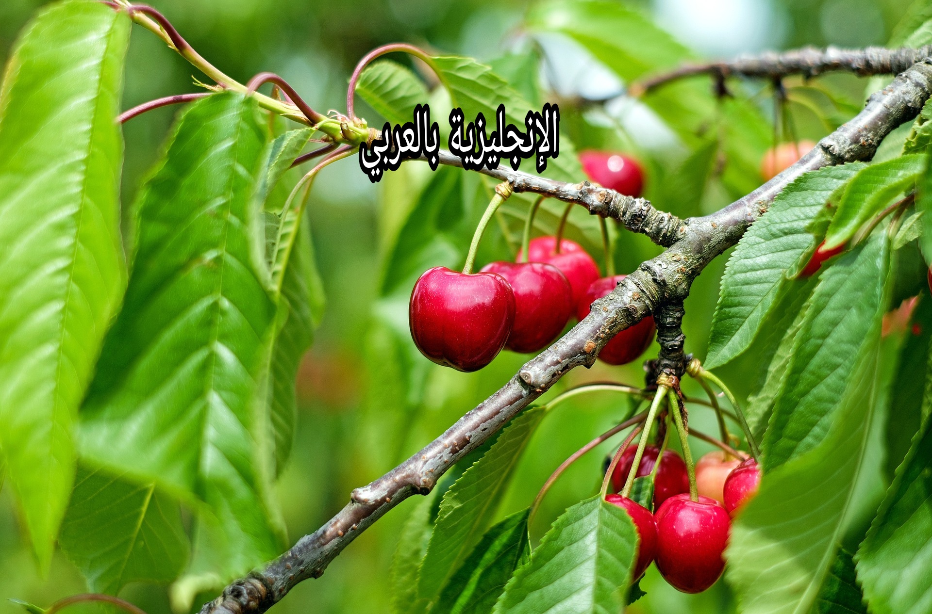 مقال حول شجرة الكرز بالإنجليزي