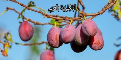 تعبير عن شجرة البرقوق بالإنجليزي والعربي