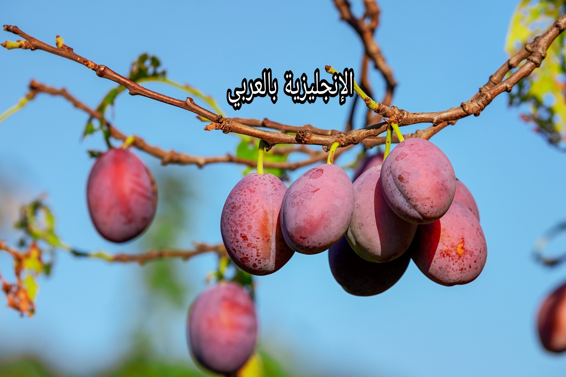 مقال عن شجرة البرقوق بالإنجليزي