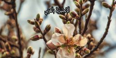 تعبير عن شجرة اللوز بالإنجليزي والعربي