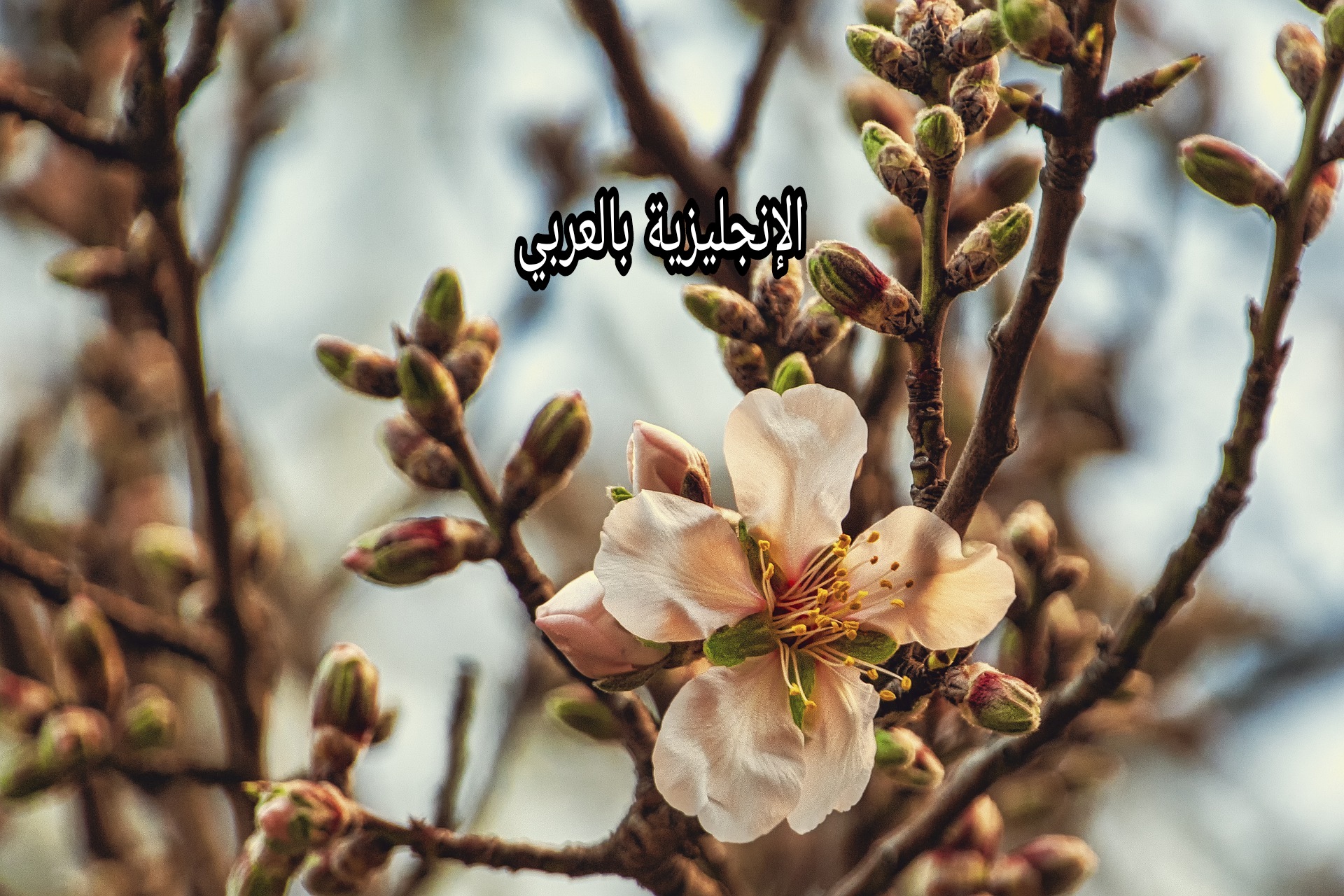 مقال عن شجرة اللوز بالإنجليزي