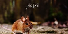 تعبير أو برجراف عن الفأر بالإنجليزي والعربي