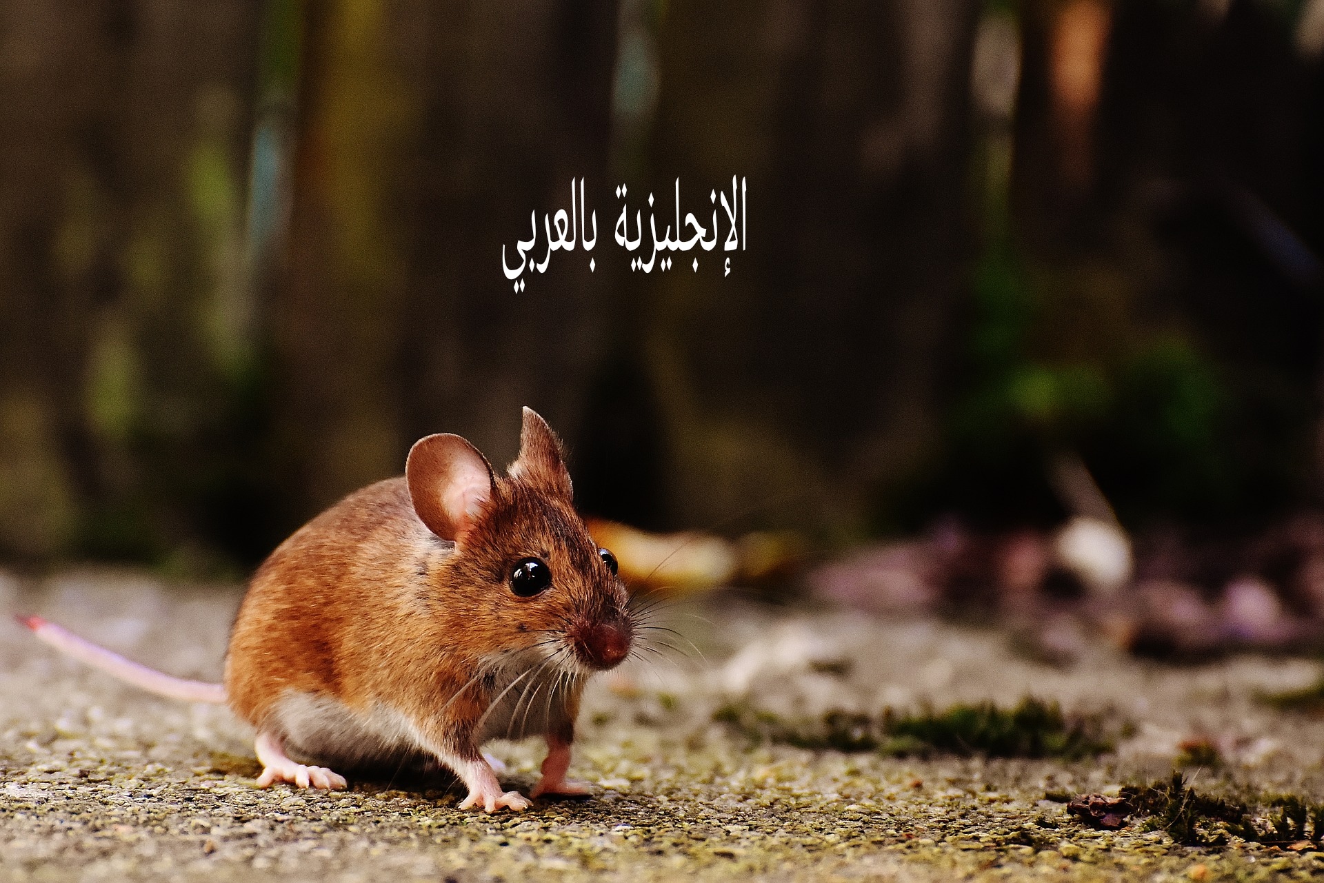 مقال حول الفأر بالإنجليزي