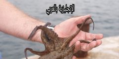 تعبير أو برجراف عن الأخطبوط بالإنجليزي والعربي