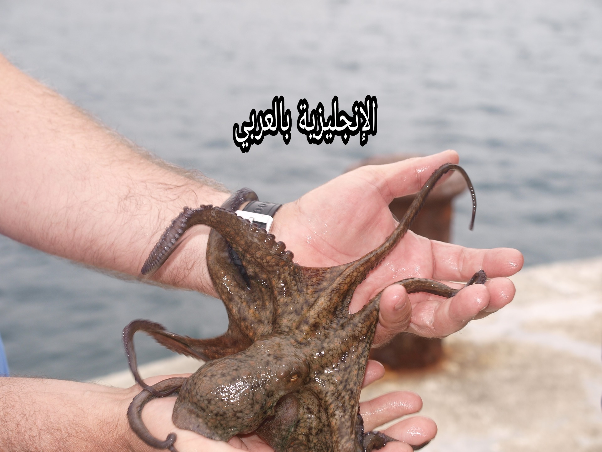 مقال حول الأخطبوط بالإنجليزي