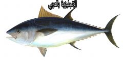 برجراف أو تعبير عن التونة بالإنجليزي