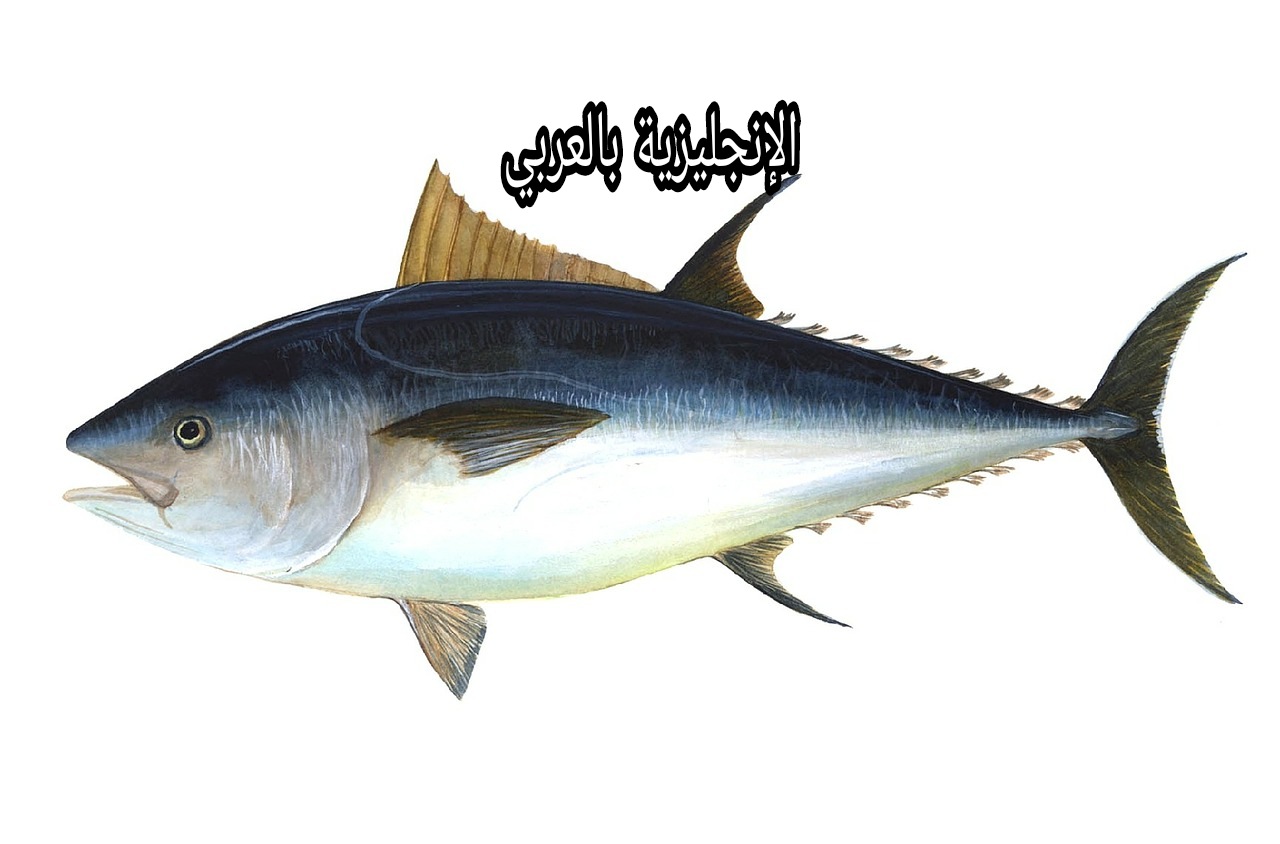 برجراف أو تعبير عن التونة بالإنجليزي