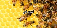 تعبير أو برجراف عن النحل بالإنجليزي والعربي